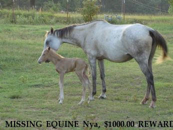 MISSING EQUINE Nya, $1000.00 REWARD  Near Texarkana, TX, 75501